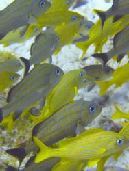 "Blue and Yellow" Taken in Cozumel. by Christa Loustalot 